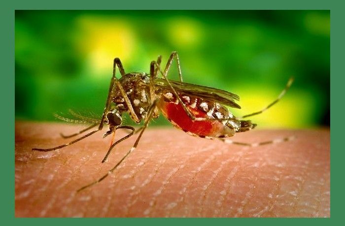 Κοινός και ανωφελής - ΑΝΤΩΝΗΣ ΦΩΣΤΙΕΡΗΣ