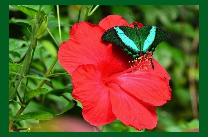 Αρχάγγελος τον Σεπτέμβριον βοά μέσα στην πλάση-ΑΝΔΡΕΑΣ ΕΜΠΕΙΡΙΚΟΣ