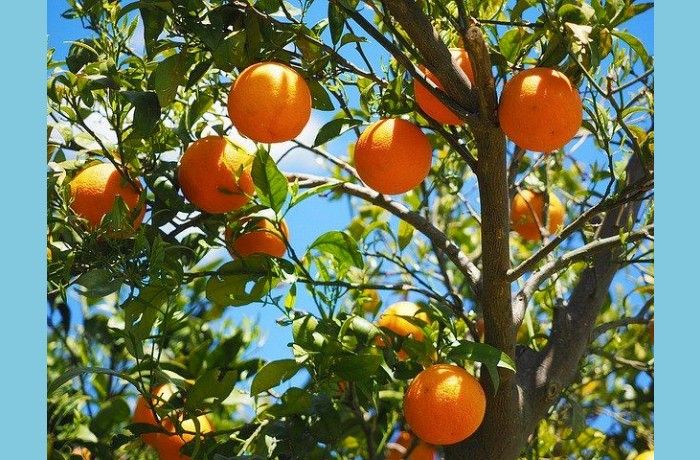 Η γη όπου ανθεί φαιδρή πορτοκαλέα- ΓΙΑΝΝΗΣ ΚΑΚΟΥΛΙΔΗΣ