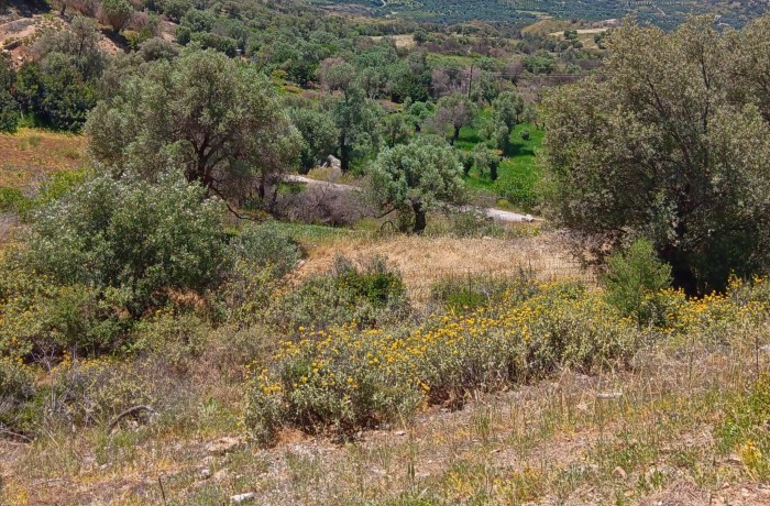 Το αγριολούλουδο-ΞΕΝΙΑ ΚΟΘΩΝΙΔΟΥ