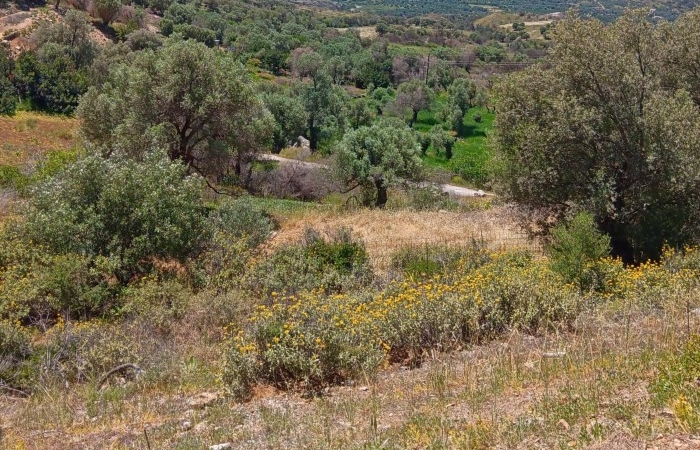 Το αγριολούλουδο-ΞΕΝΙΑ ΚΟΘΩΝΙΔΟΥ