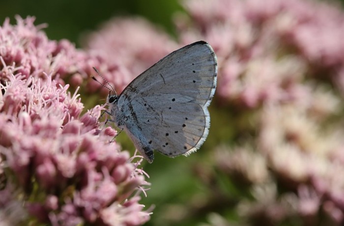 Το νέκταρ της ζωής-ΠΕΤΡΟΣ ΠΡΑΣΑΤΖΗΣ